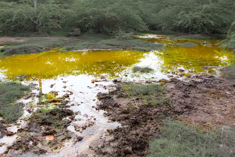 Industry and Violation of Human Right to Water - Effluent from the irrigation canal shown above spreading out in the fields of Bichhadi, Udaipur district, Rajasthan